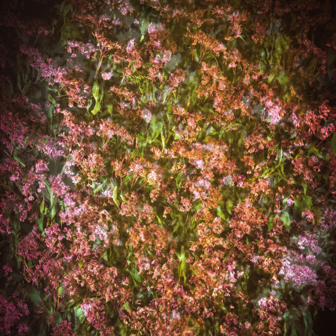 IMAGE3_LESCIMES