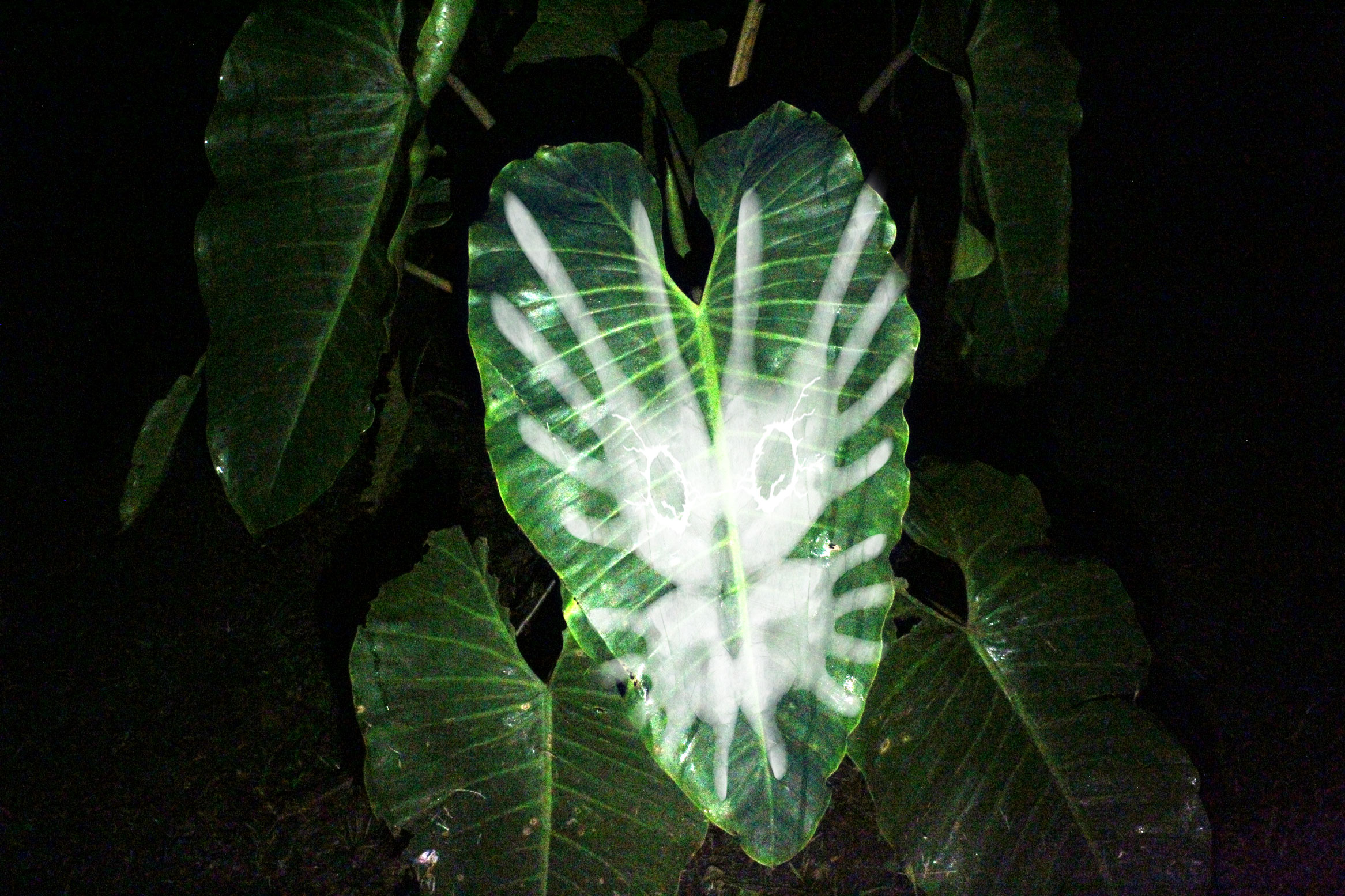 opsine-simulation-projection-00